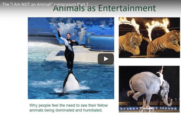animals in entertainment