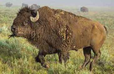bison