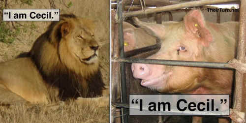 I am Cecil