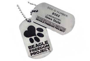 lab Beagle freedom