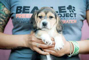 lab Beagle freedom