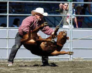 ideology animal use veganism