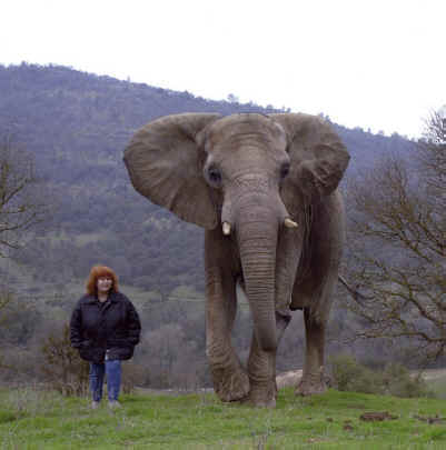 paws elephant pat derby