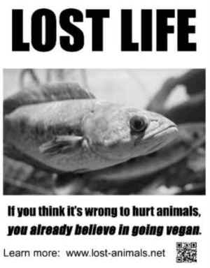 lost animals