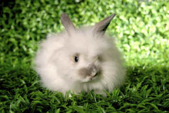 Inditex angora rabbit