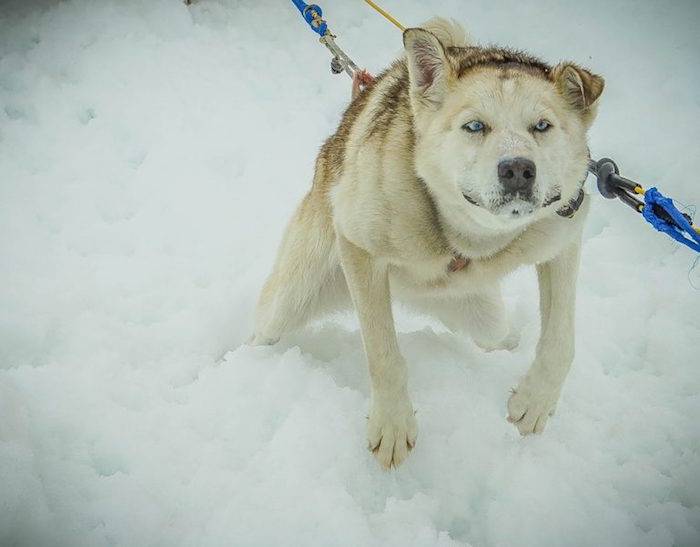 iditarod race