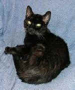 cat shelter rescue no kill