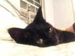 cat shelter rescue no kill