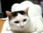 cat shelter rescue no kill