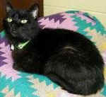 cat shelter rescue no kill