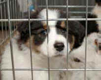 pet breeder internet loophole
