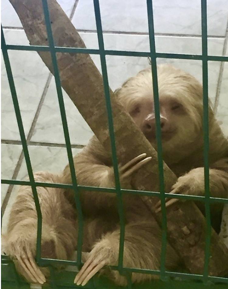 sloth sanctuary
