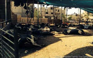 Israel-Gaza cows