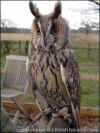 Israel-Gaza owl