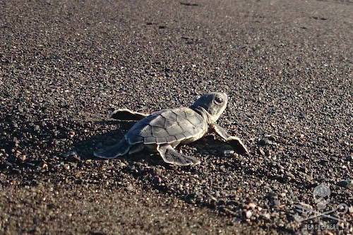 baby sea turtle