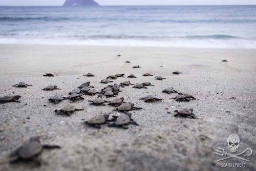 baby turtles