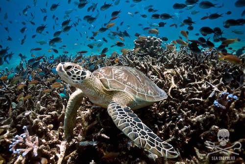 sea turtle