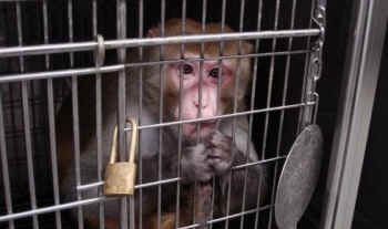 confined monkey