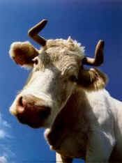 Michael Pollan anthropomorphism eating animals