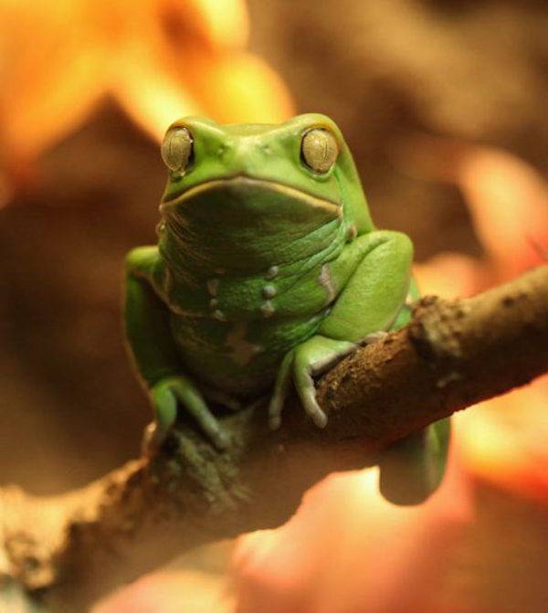 frog