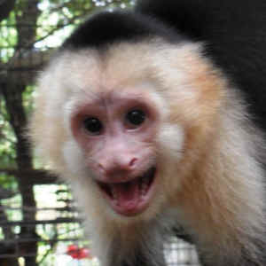 Jungle Friends sanctuary