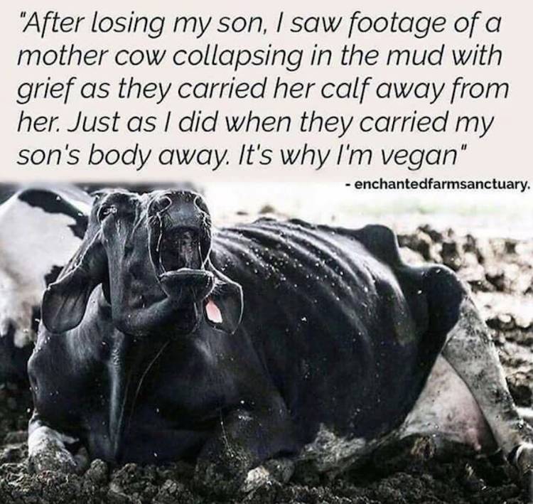 cow and calf