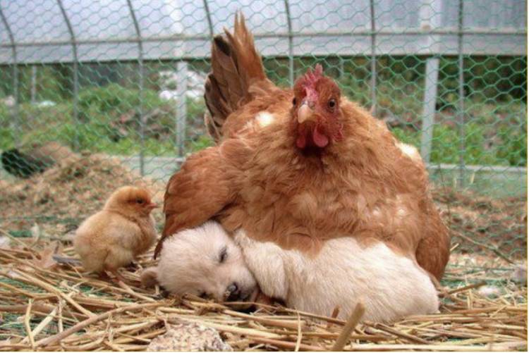 hen chick puppy