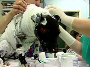 jill howard-church phoenix pitbull burn