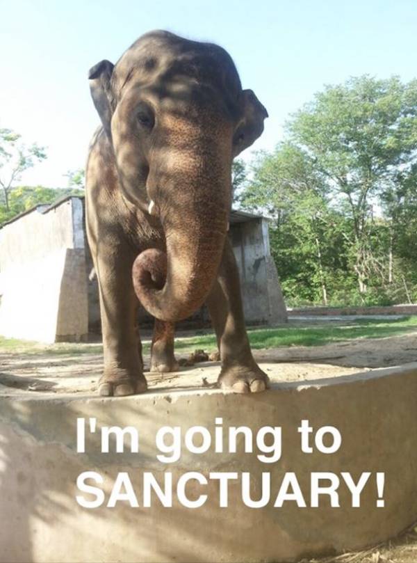 kaavan elephant