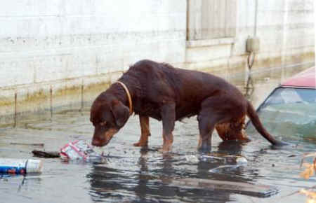 Katrina pets