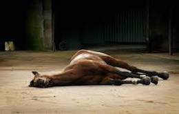 dead race horse