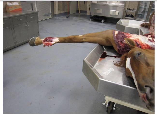horseracing fatal injuries