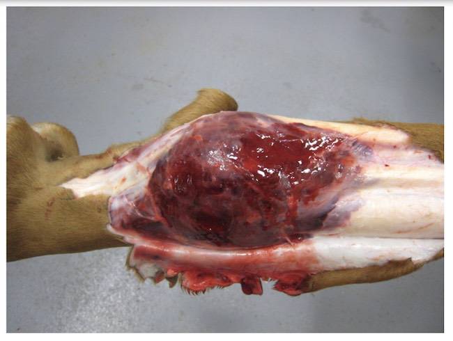 horseracing fatal injuries