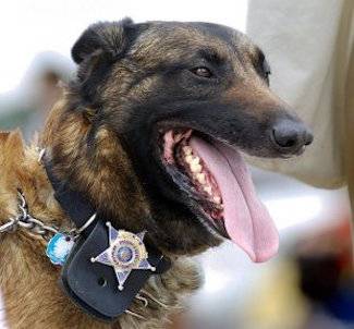 Police Dog