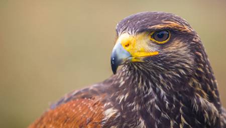 pheasant hunts
