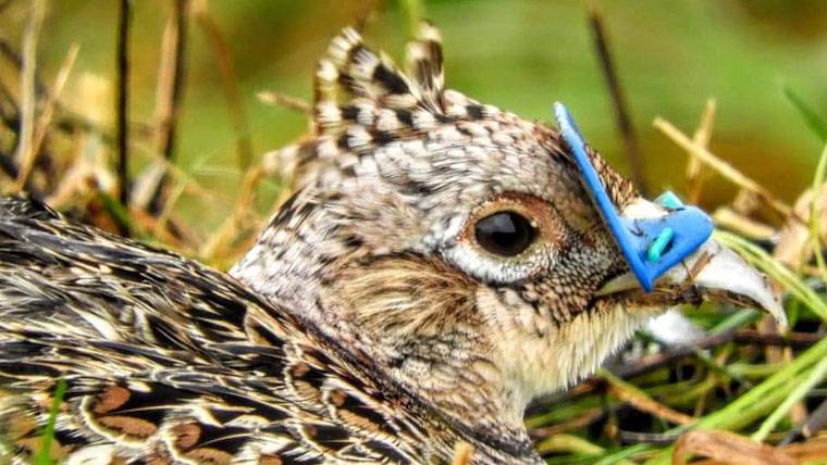 Pheasant