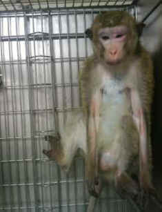 lab monkey