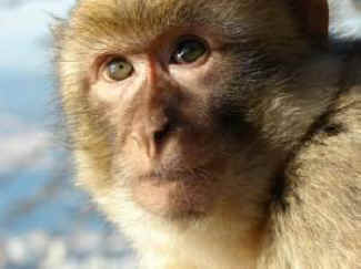 lab monkey