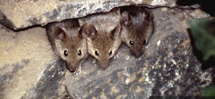 wild mice