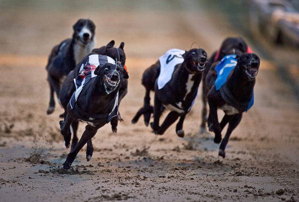 greyhound racing