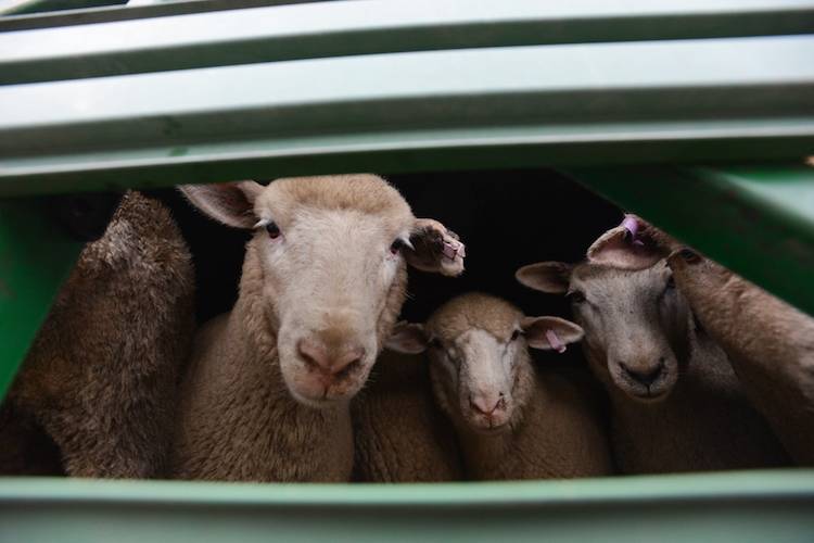 sheep