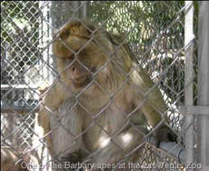 Las Vegas zoo