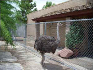 Las Vegas zoo