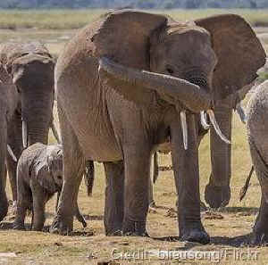 legal-rights-animals