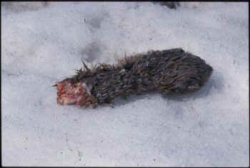 cougar leghold trap