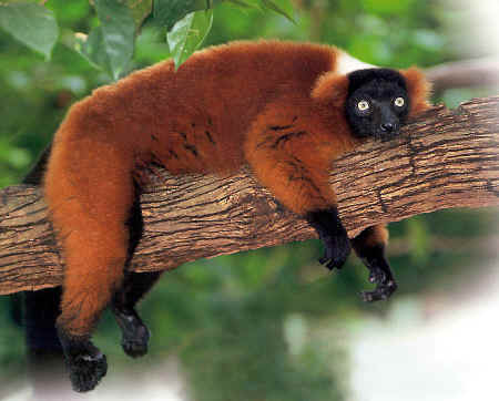 lemur lemurs extinction