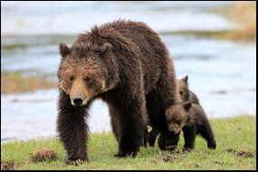 mother grizzly bear