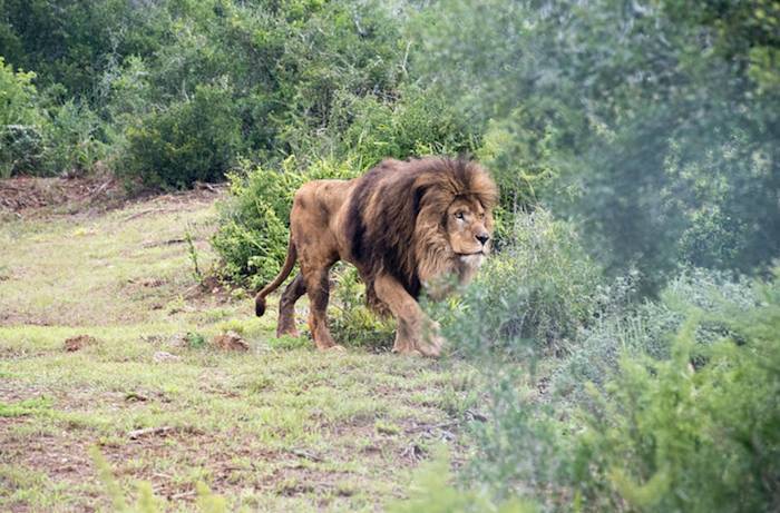 Lion Nelson