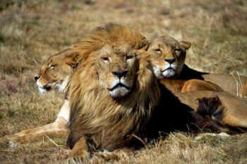 lion sanctuary