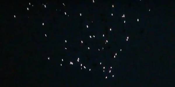 pigeons led lights